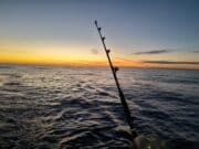 Tuna season ends with a flourish on south coast