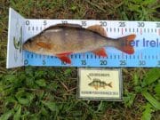 Perch, pike and bonus bream for Barrow Bonanza anglers
