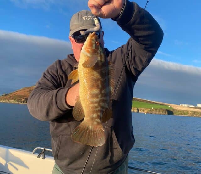 A grand wrasse in some lovely light. All Novembers should be like this!