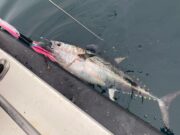 Bluefin tuna good off Youghal last week