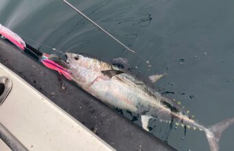Bluefin tuna good off Youghal last week