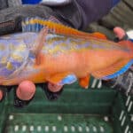 Stunning colours on this male cuckoo wrasse