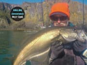 Loads of baitfish make for good pollack angling from the kayak Pollack