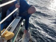 Great final tuna week for Killybegs Fishing Trips