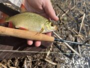 The River Whispers 13: fly fishing for rudd rudd on fly