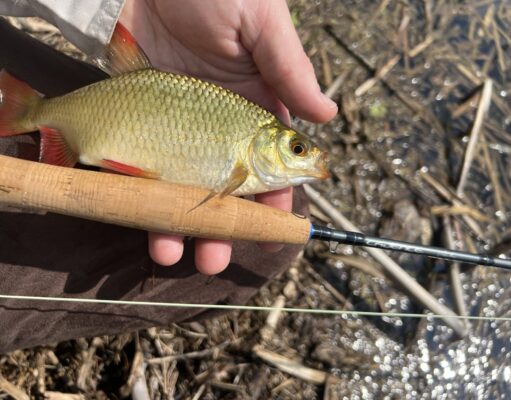 rudd on fly