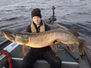 115cm pike for lucky angler with Irish Fishing Tours