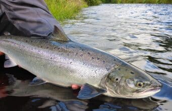 IFI opens final draw for Kerry salmon anglers for 2025 – Roughty River