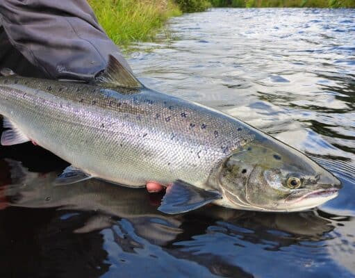 IFI opens final draw for Kerry salmon anglers for 2025 – Roughty River