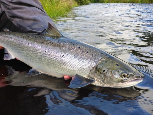 A wild Atlantic salmon