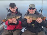 More big perch for Anglers Paradise Guiding perch