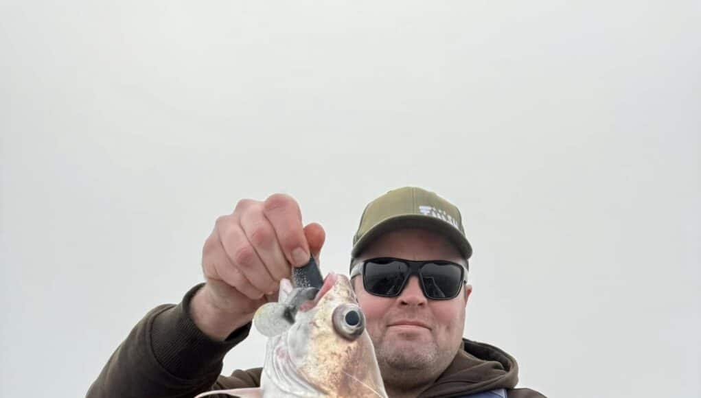 We had some cracking pout today and lots of them. Pollack were scarce on some reefs. Maybe the pout were able to get to the lures.