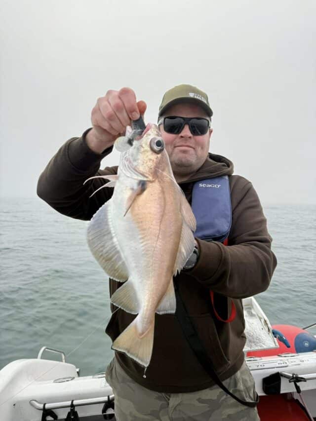 We had some cracking pout today and lots of them. Pollack were scarce on some reefs. Maybe the pout were able to get to the lures.