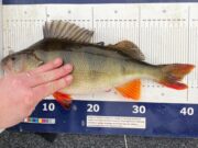 Perch Master League – February 16th