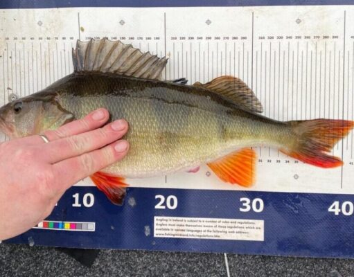 Perch Master League – February 16th