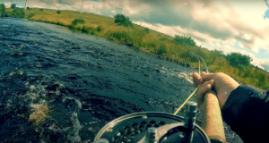 Summer grilse on a clearing spate…
