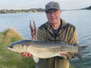 Jim Murray wins NMC Irish Shield with 7lb 3oz thick lip mullet mullet