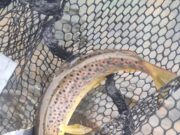 Piscari-Fly Update: French Travels and Fishing Travails