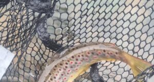 Piscari-Fly Update: French Travels and Fishing Travails