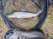 Early season trout sport in Cavan