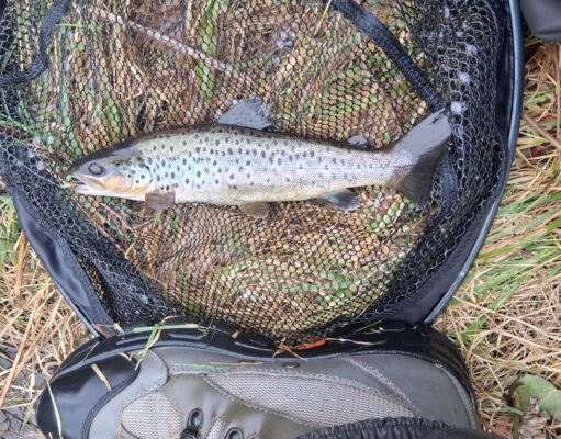 Early season trout sport in Cavan
