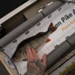 43cm perch
