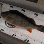 42cm perch
