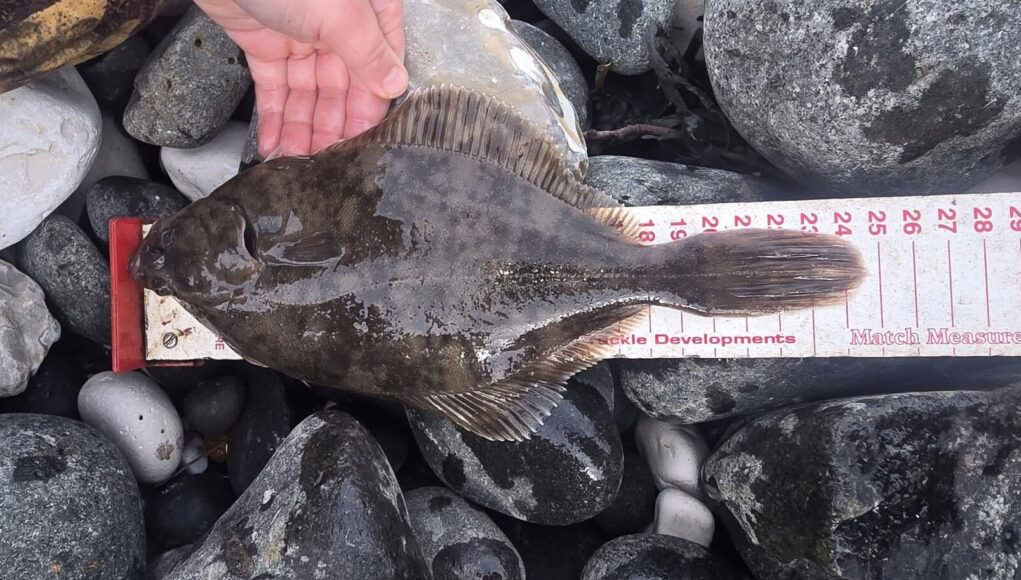 flounder