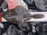Good start but slow finish for Carrick Beach & Rockers at Waterfoot flounder