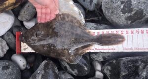 Good start but slow finish for Carrick Beach & Rockers at Waterfoot flounder