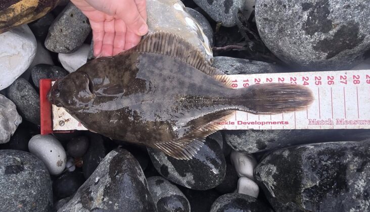 flounder