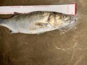 Spring brings more species to Donegal Bay anglers