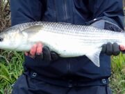 Specimen mullet for Gavin Fitzmaurice with Angling Adventures West Cork