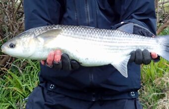 Specimen mullet for Gavin Fitzmaurice with Angling Adventures West Cork