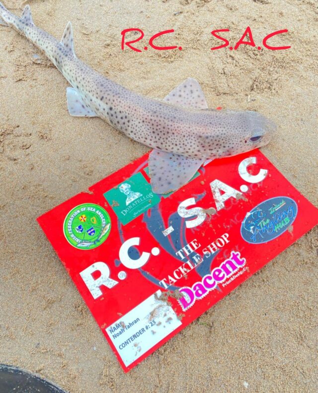 dogfish