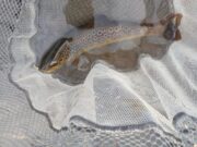 Piscari Fly report on early season trout sport