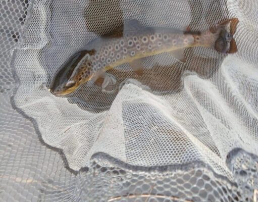Piscari Fly report on early season trout sport
