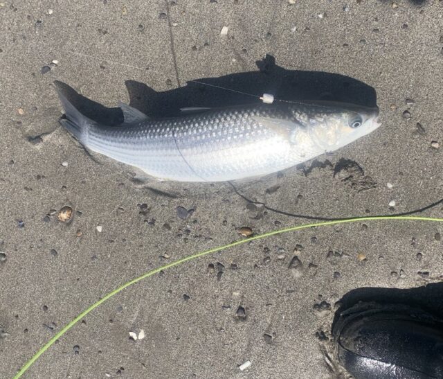 mullet