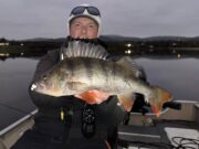 40cm plus perch for luck Derg anglers perch