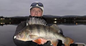 40cm plus perch for luck Derg anglers perch