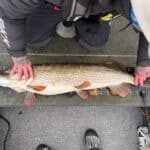 pike on measuring board