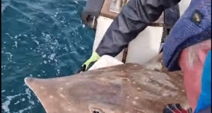 Courtmacsherry Sea Angling Centre gets their season off to a good start Skate