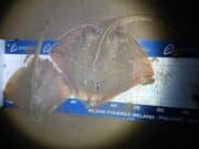 Calling all sea anglers to keep an eye out for tagged fish