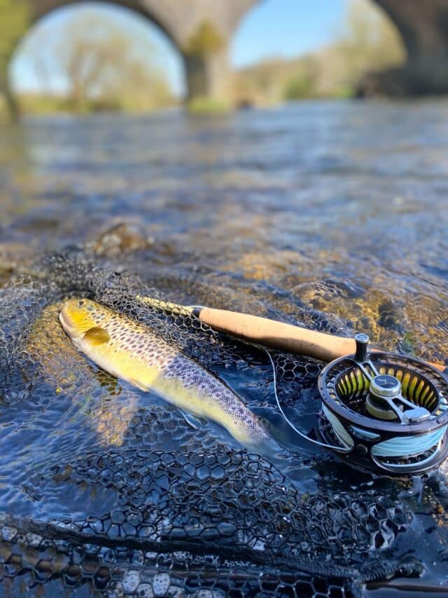 Nore trout