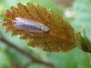 Bursting for Buzzers on Lough Sheelin