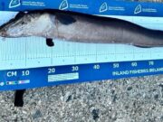 More species showing in fine weather for Killybegs shore anglers