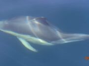 Great weather, fishing and sightseeing for west coast charter boats