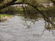 Another springer for Blackwater Trout and Salmon Fishery