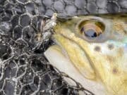 Lough Sheelin’s transitional gold