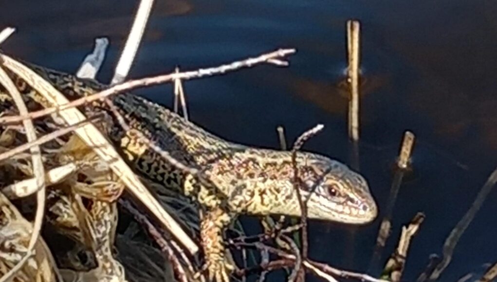 lizard